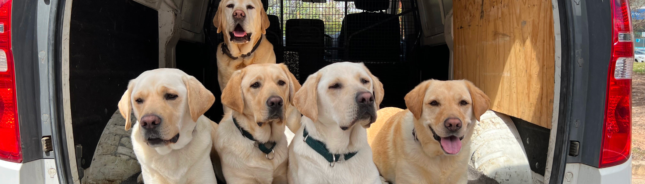 Group of young dogs in training sitting in back of van smiling