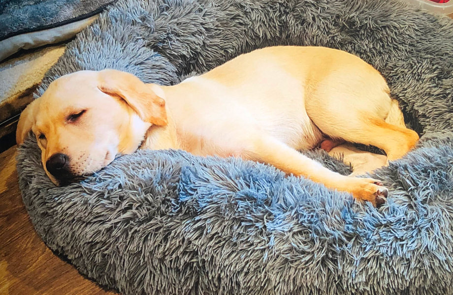 Puppy sleeping on his fluffy bed