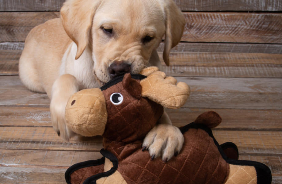 Puppy with his soft toy playing