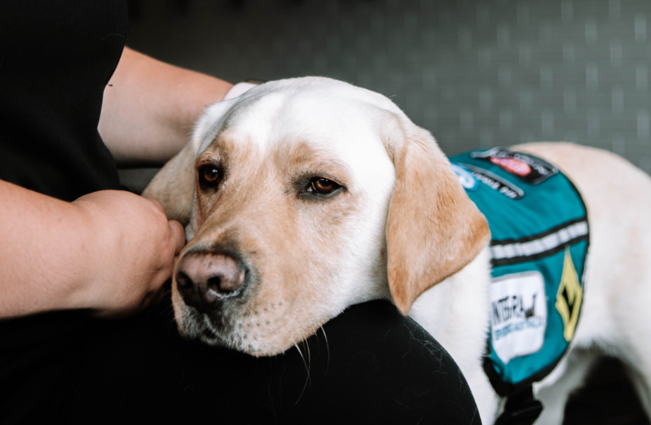 Integra Service Dog providing comfort with head on Handlers knee