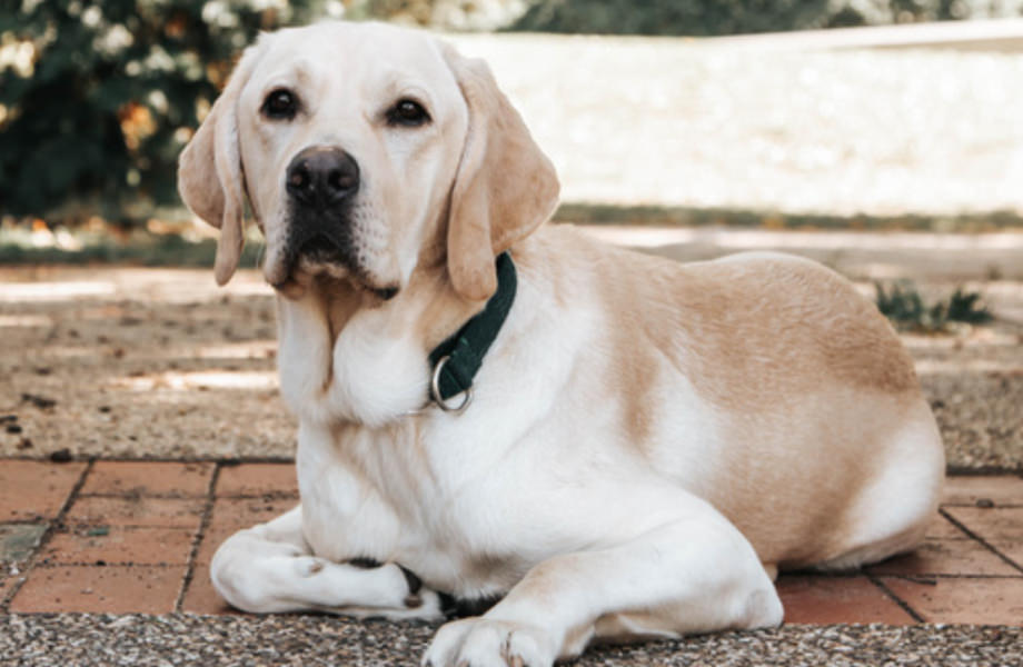 Integra Service Dog without his working jacket on