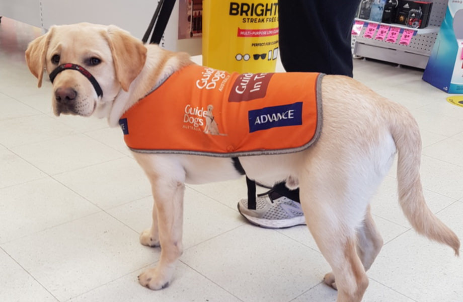 Puppy in training with working jacket on with Trainer