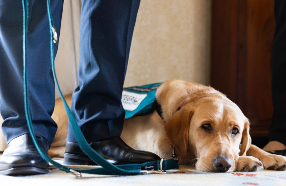 Integra Service Dog lying at feet of his Veteran Handler